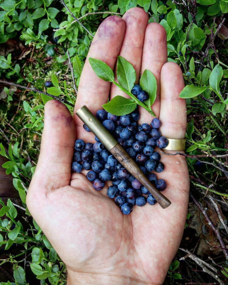 A hand holding a collection of blueberries and a small wooden cigarette tip, with fingers stained from berry juice, set against a backdrop of green leaves.